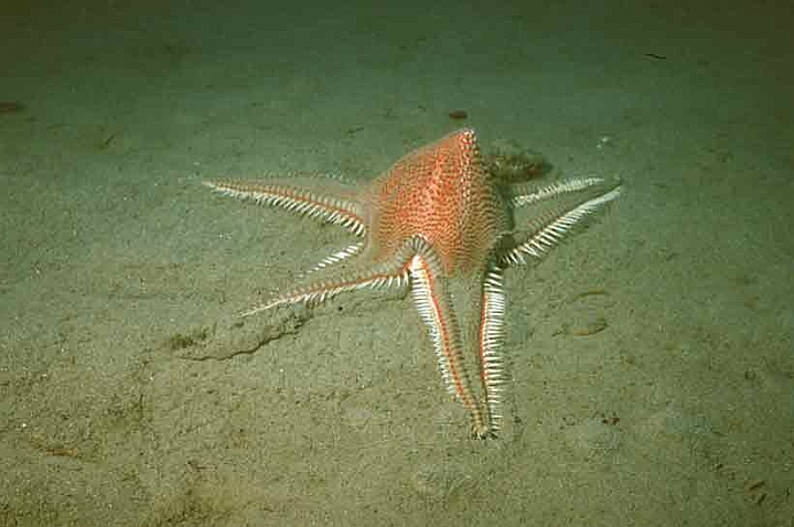 08 Astropecten aranciacus.jpg